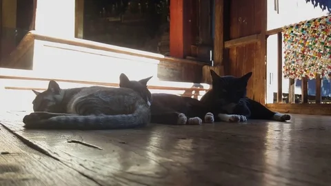 Three cats rest next to each other in Jumping Cat Monastery, Closeup, Inle Lake Видео 79966900