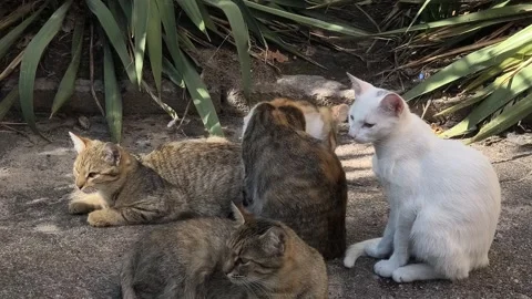 Three cats rest on a sunlit patch of ground surrounded by green plants. Two.. Stock Footage 317436700