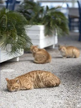 Three cats with same colour resting on street Stock Photos
