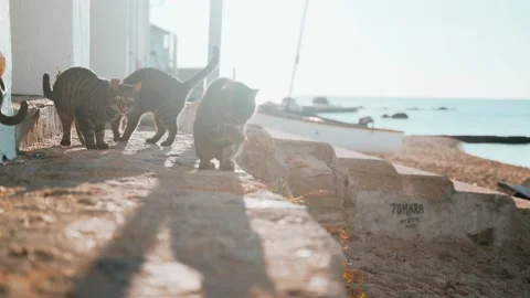 Three cats by the sea. Funny tiger green-eyed cat siblings hanging out near the Stock Footage 168295751