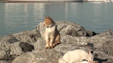 Three cats at the seaside zoom out Stock Footage 24687750