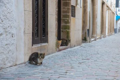 Three cats sit outside the stone house Stock Photos