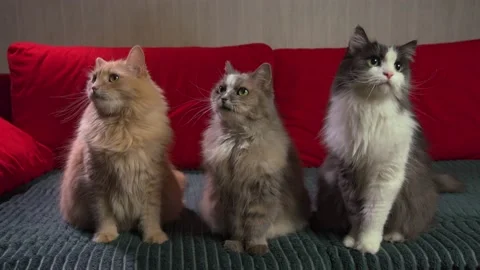 Three cats sit together on the couch, looking in different directions. Stock Footage 144638864