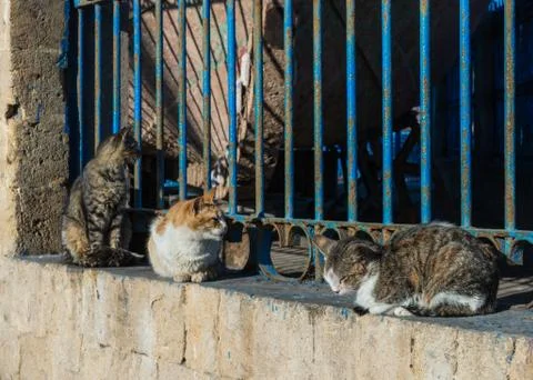 Three cats sit on the wall for sunbathe Stock Photos