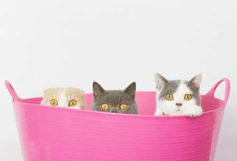 Three cats sitting in bucket Stock Photos