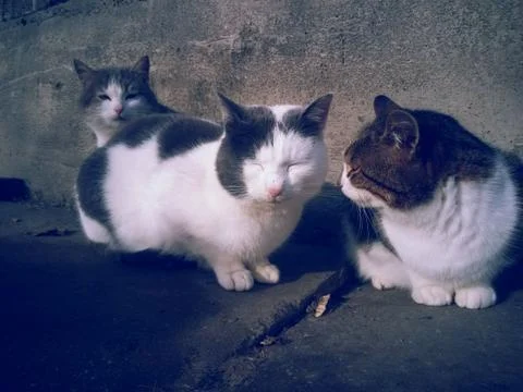 Three cats sitting in comfortable place at the court Stock Photos