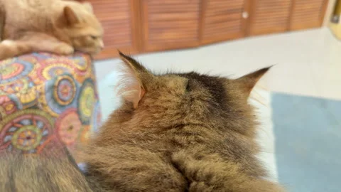 Three cats sitting in a room next to their owner Stock Footage 305502820
