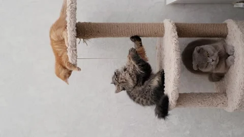 Three cats sitting on a scratching post house Stockbeeldmateriaal 275806915