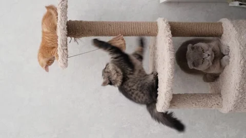 Three cats sitting on a scratching post house Video stock 276250132