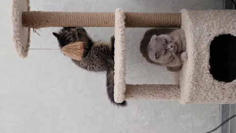 Three cats sitting on a scratching post house Video stock 276641384
