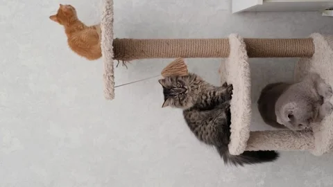 Three cats sitting on a scratching post house Video stock 277691295