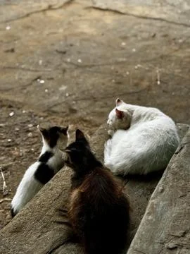 Three Cats Sitting Together on Rustic Steps Foto stock