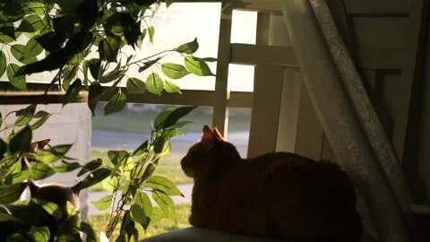 Three Cats Sitting in a Window at Morning Time Orange Cat in Clear View Stock Footage 316543356