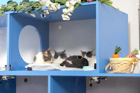 Three cats sleeping inside a blue veterinary cage, emphasizing professional.. Stock Photos