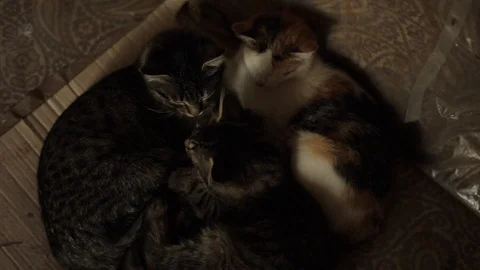 Three cats snuggled together and are sleeping. View from above Vídeo Stock 126958592