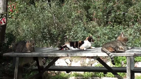Three cats on table Stock Footage 35095070