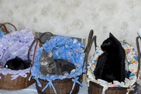 Three Cats in Three Baskets Photos
