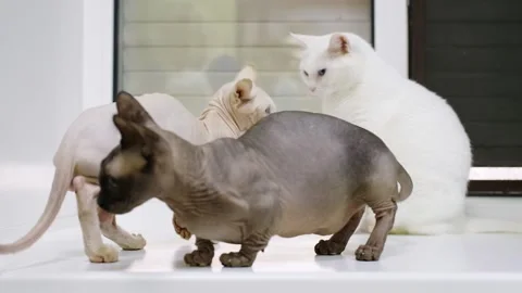 Three cats walking around on windowsill Stock Footage 219865915