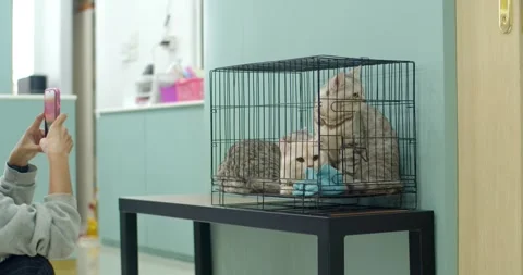 Three cats were kept in cages, they were brought to the doctor's clinic. Stock Footage 267025945