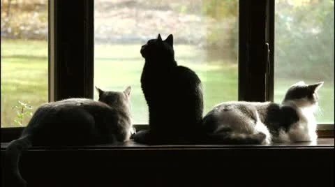 Three Cats in Windows Video stock 12502971