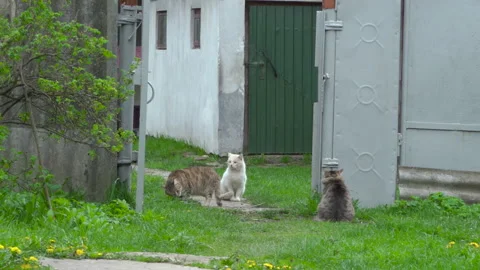 Three cats in the yard Stock Footage 153967761