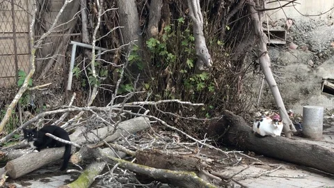 Three Cats on a yard with Tree Trunks Stock-Footage 103102683