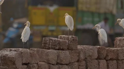 Three Cattle Egret on bricks Видео 67346651