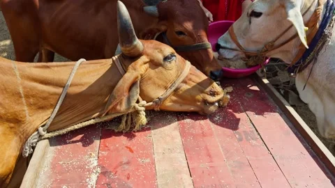 Three cattle feeding from a dish on timber table Stock Footage 302633799