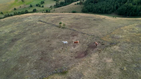 Three cattle graze beneath hovering aerial camera Stock Footage 344905707