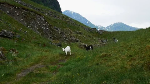 Three cautious goats walking down a mountainside path near rocky boulders. Stock Footage 120040314
