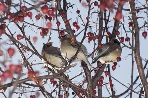 Three Cedar waxwings in berry tree in winter Stock Photos
