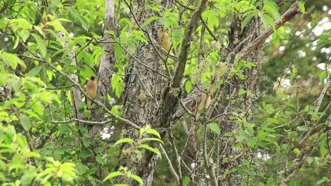 Three Cedar Waxwings in a Tree Stock Footage 73065966