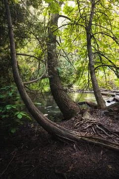 Three cedars hanging over river's edge. Foto stock
