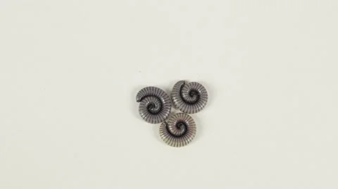 Three Centipedes Stock Footage 44356153