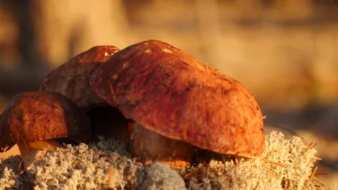 Three cep mushrooms on the sun Stock Footage 301989961