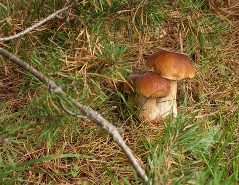 Three ceps. Stock Photos