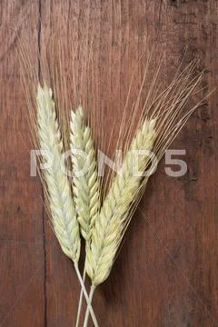 Three Cereal Ears (Rye And Barley) On Wooden Background