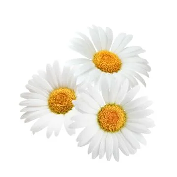 Three chamomile or daisies isolated on white background Stock Photos