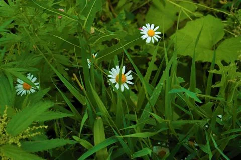 Three chamomiles hid in the grass after the rain. Stock Photos