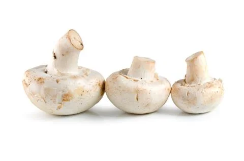 Three champignons Stock Photos