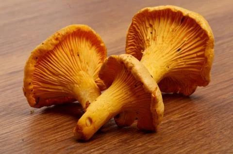 Three Chanterelles Stock Photos