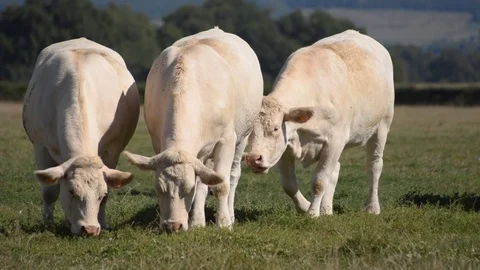 Three charolaises cows eating grass in a field Video stock 78550928