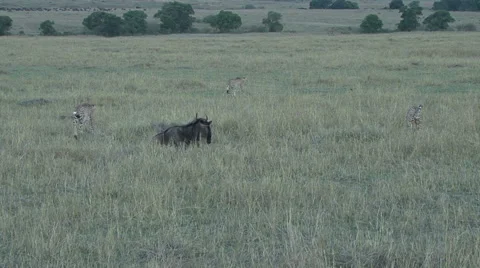 Three cheetah begin their walk away from a wounded wildebeest without attacking Video stock 57707155