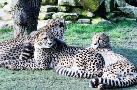 Three cheetah resting Stock Photos