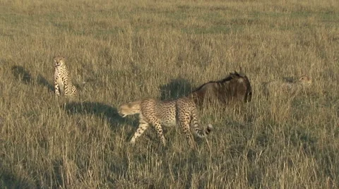 Three cheetah surround a wounded wildebeest 動画素材 57919598