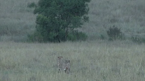 Three cheetah walk away from a wounded wildebeest Video stock 57707925