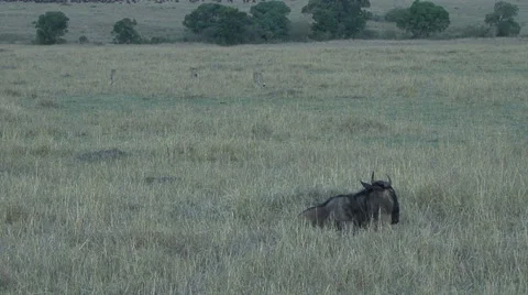 Three cheetah walk away from wounded wildebees without attacking Video stock 57920186