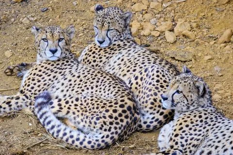 Three cheetahs are laying down in the grass. Stock Photos