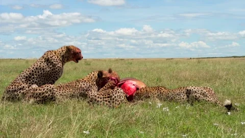 Three Cheetahs Feeding on Antelope Prey Telephoto Lens 4k Shot Stock Footage 338258281