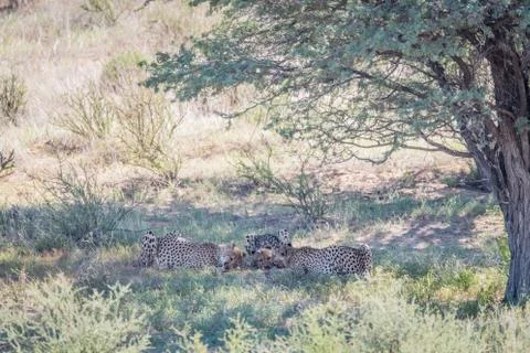 Three Cheetahs feeding on a Springbok kill. Stock Photos